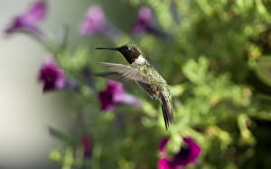 Bilder Vögel Kolibris Flug Tiere