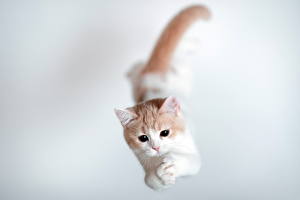 Bilder Katze Flug Sprung ein Tier