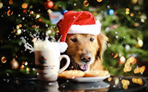 Sfondi desktop Cane Natale Cappello invernale Colpo d'occhio Tazza Retriever Animali