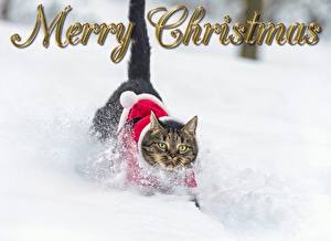 Fotos Katze Neujahr Schnee Blick Mütze Tiere