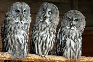 Wallpapers Birds Owls Glance Great Grey Owl Animals