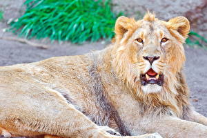 Pictures Big cats Lion Glance animal