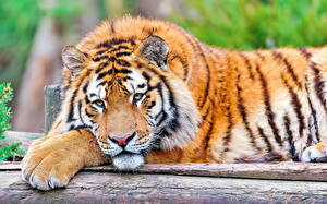 Bakgrunnsbilder Store kattedyr Tigre Ser Dyr