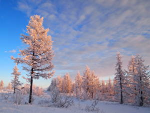 Tapety na pulpit Pora roku Zima Niebo Chmury Śnieg Drzewa Natura