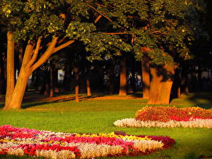 Pictures Parks Russia Trees  Nature