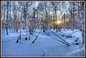 Fotos Jahreszeiten Winter Wald Schnee Bäume Natur