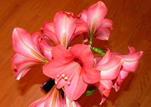 Bakgrundsbilder på skrivbordet Amaryllis Blommor