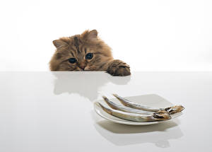 Bureaubladachtergronden Katten Vissen - Voedsel Kijkt een dier