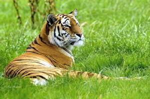 Фотография Большие кошки Тигры Взгляд Трава Животные