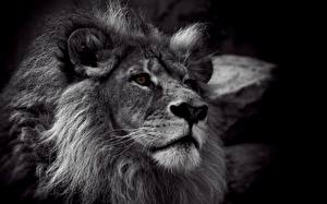 Bakgrunnsbilder Store kattedyr Løve Blikk Dyr