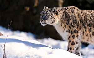 Bureaubladachtergronden Pantherinae Sneeuwpanter Kijkt Sneeuw Dieren