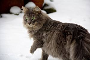 Bilder Katze Blick Schnee ein Tier