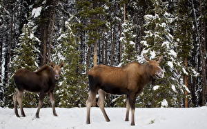 Wallpaper Moose Snow Animals