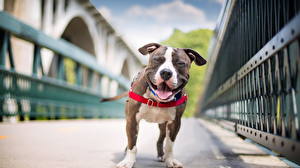 Photo Dogs Smile Amstaff Laughter Animals