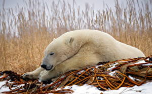 Papel de Parede Desktop Urso Urso-polar um animal