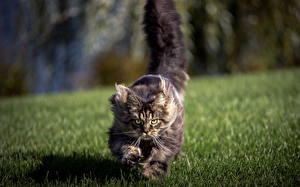 Bureaubladachtergronden Katten Kijkt Gras Dieren