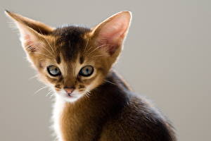 Fondos de escritorio Gatos Gatitos Contacto visual un animal