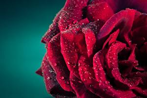 Tapety na pulpit Róże Czerwony Mokre Kropla kwiat