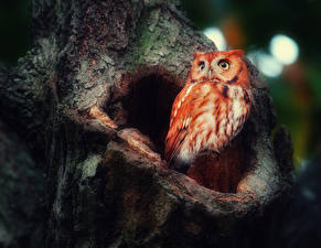 Wallpaper Birds Owls Staring HDRI Animals