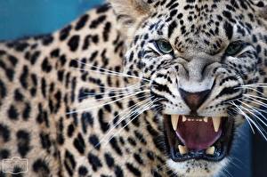 Bureaubladachtergronden Pantherinae Luipaard Kijkt een dier