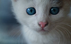 Papel de Parede Desktop Gato Olhos Ver Gatinhos Nariz um animal