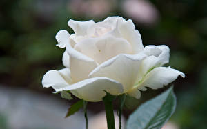 Fotos Rose Weiß Blüte