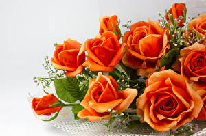 Papel de Parede Desktop Rosa Laranja flor