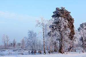 Pictures Seasons Winter Sky Snow Trees Nature