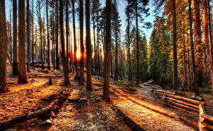 Papel de Parede Desktop Floresta Ocaso Estados Unidos árvores HDR Califórnia Yosemite Naturaleza