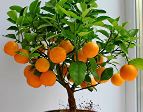Fotos Obst Zitrusfrüchte Mandarine Blattwerk Bäume das Essen