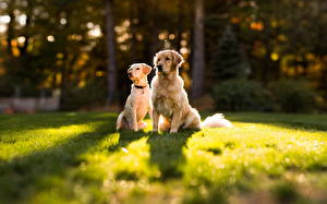 Bakgrunnsbilder Hunder Retrievere Blikk Gress Dyr
