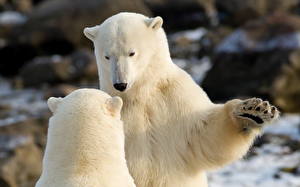 Tapety na pulpit Niedźwiedź Niedźwiedź polarny Spojrzenie zwierzę