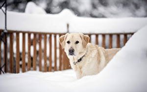 Fondos de escritorio Perros Contacto visual Nieve Retriever animales