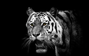 Bakgrundsbilder på skrivbordet Pantherinae Tigrar Ser Djur