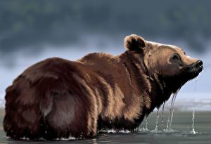 Фото Медведь Бурые Медведи Смотрят животное