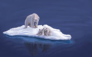 Tapety na pulpit Niedźwiedzie Niedźwiedź polarny Śnieg Lód Zwierzęta