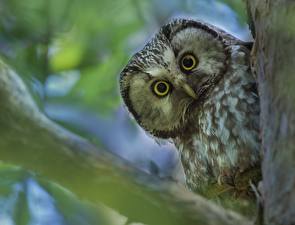 Wallpaper Birds Owl Staring Branches  Animals