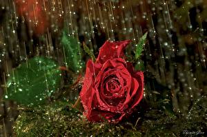 Фотография Роза Красный Мокрые Капель Цветы