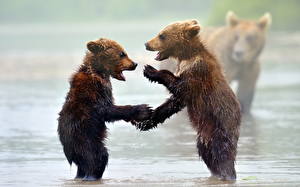 Tapety na pulpit Niedźwiedzie Niedźwiedź brunatny Mokro zwierzę