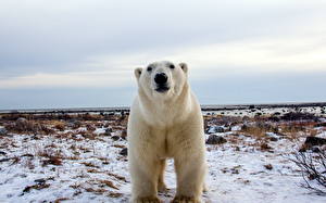 Bilder Ein Bär Eisbär Blick Schnee Tiere