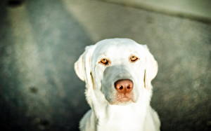 Sfondi desktop Cani Colpo d'occhio Bianco Retriever Animali