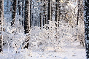 Bilder Jahreszeiten Winter Wälder Schnee Bäume Natur