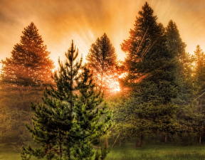 Picture Forests Sunrise and sunset USA Rays of light Trees HDRI Yellowstone Montana Wyoming Nature