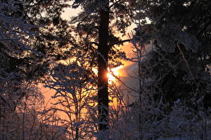 Tapety na pulpit Pora roku Zima Wschody i zachody słońca Śnieg Drzewa Natura