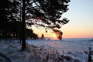 Bakgrunnsbilder En årstid Vinter Daggry og solnedgang Snø Trær Natur