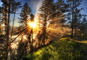 Bureaubladachtergronden Zonsopgangen en zonsondergangen Stralen van licht Gras Een boom HDR Zon Natuur