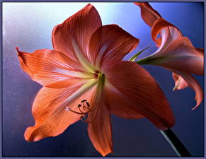 Bakgrundsbilder på skrivbordet Amaryllis Röd Blommor