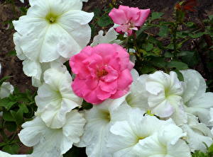 Bakgrunnsbilder Petunia Hvit blomst