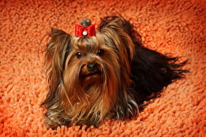 Tapety na pulpit Pies domowy Yorkshire terrier