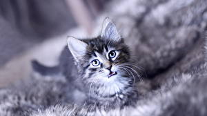 Hintergrundbilder Katze Blick Katzenjunges Tiere